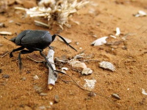 Canthon imitator dung beetle