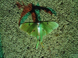 Luna moth (Actius luna)