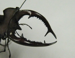 Lucanus elaphus stag beetle