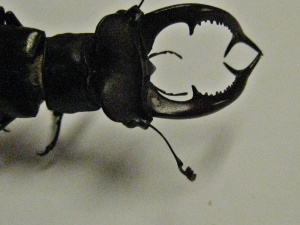 Lucanus elaphus stag beetle